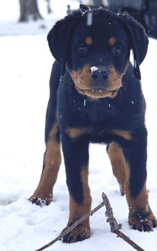 /Images/uploads/MidAmerica Rottweiler Rescue/adoptarottphotocontest/entries/10061thumb.jpg